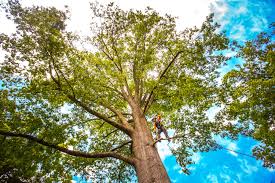 Best Soil Testing and Treatment  in Cana, VA