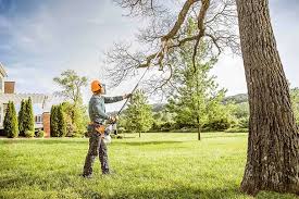 Best Palm Tree Trimming  in Cana, VA