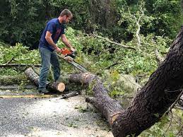Cana, VA Tree Care Company