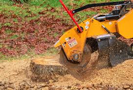 Best Root Management and Removal  in Cana, VA