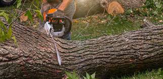 Best Lawn Pest Prevention  in Cana, VA