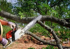 Best Tree Cabling and Bracing  in Cana, VA