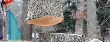 Best Tree Removal  in Cana, VA