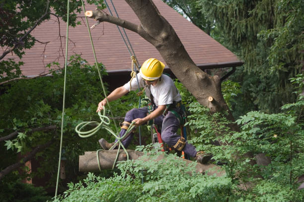 Best Fruit Tree Pruning  in Cana, VA