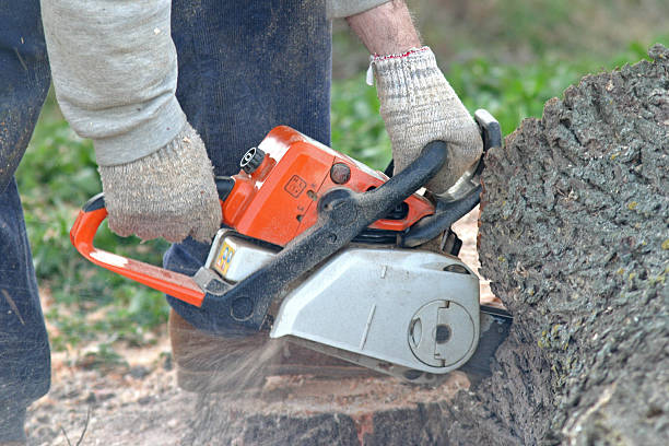 Best Tree Trimming and Pruning  in Cana, VA