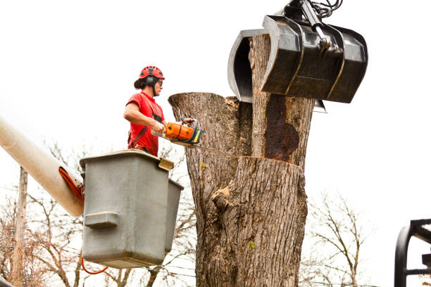 Best Tree Mulching  in Cana, VA